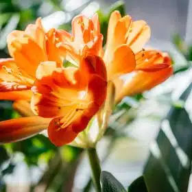 Plante d’intérieur à fleurs orange : laquelle choisir ?